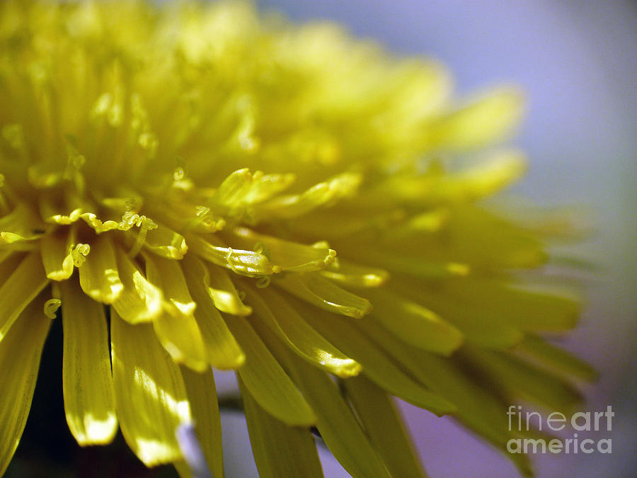 Dandy Photograph by Shannon Dunleavy - Pixels