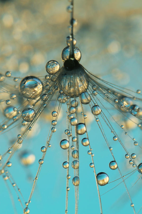 Abstract Photograph - Dandy Shower by Sharon Johnstone
