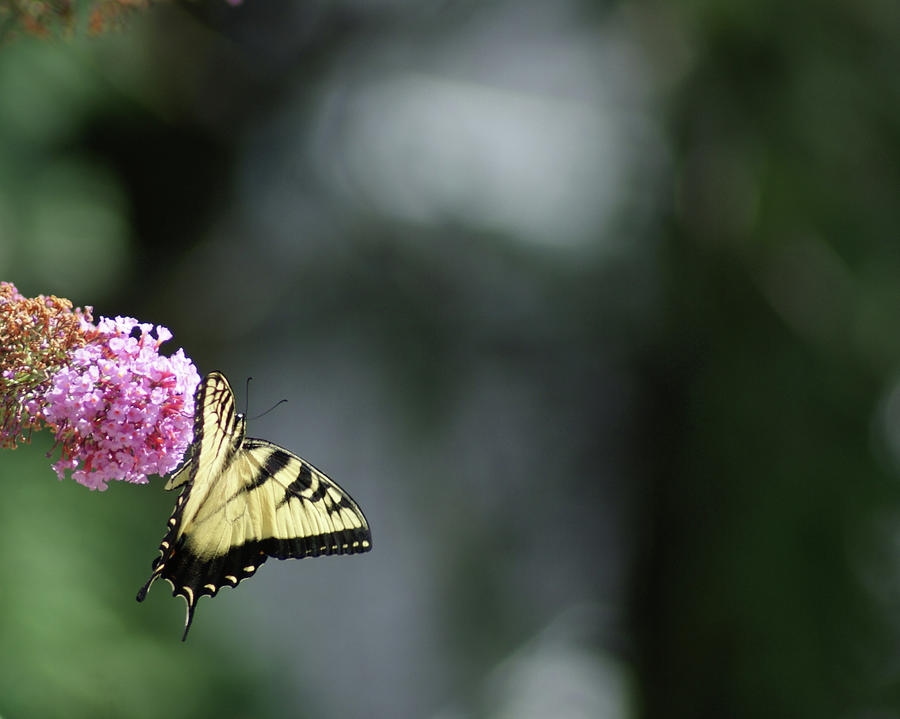 Dangling Swallowtail Butterfly Photograph by Margie Avellino