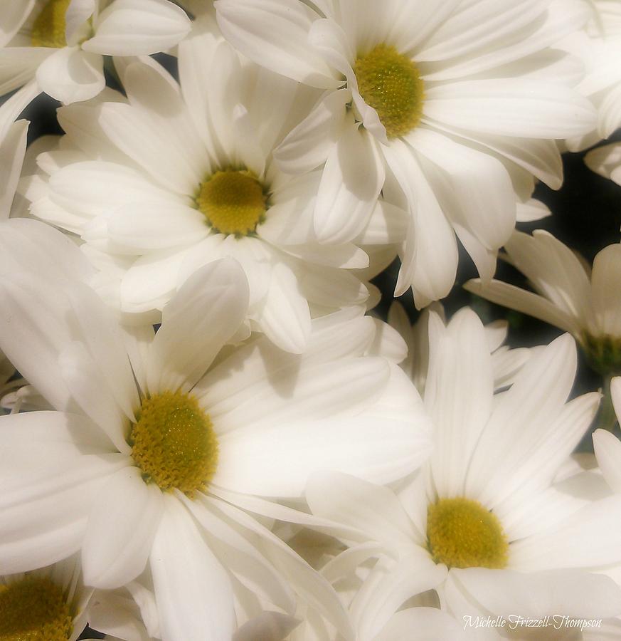 Danielles Daisies Photograph by Michelle Frizzell-Thompson