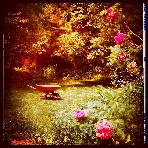 Flower Photograph - Dans Le Jardin by Isabel Poulin