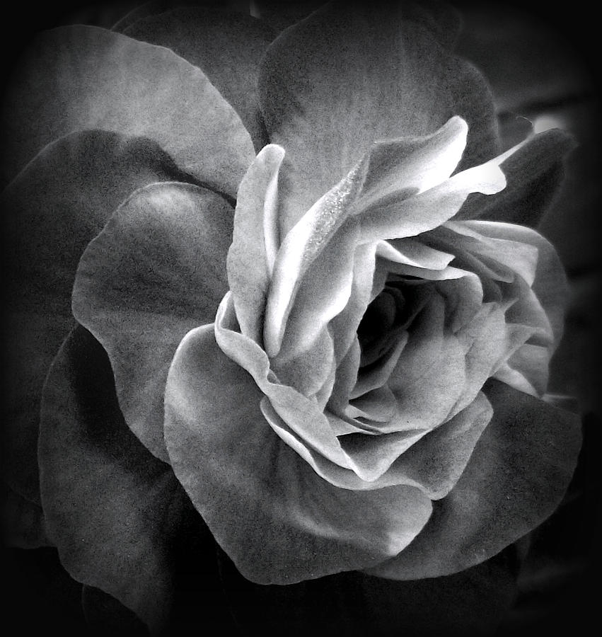 Dark Beauty Photograph By Lorainek Photographs Fine Art America 1484