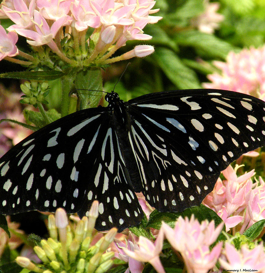 Dark Blue Tiger Butterfly 2 Photograph by Kimmary MacLean - Fine Art ...