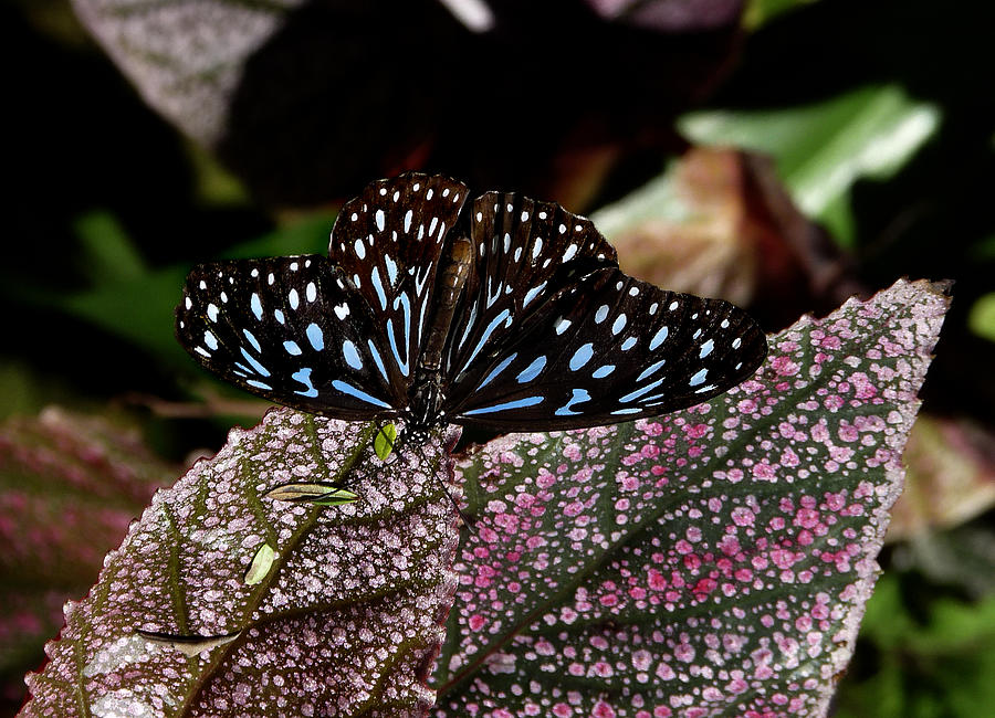 Dark Blue Tiger Butterfly. Photograph by Chris  Kusik