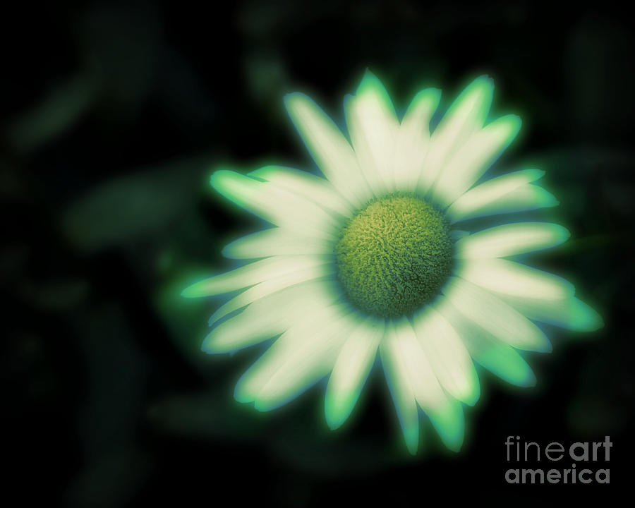 Dark Daisy Photograph by Perry Webster