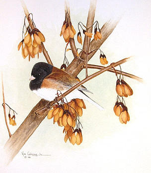 Bird Painting - Dark Eyed Junco Autumn Gold by Bill Gehring Bird Painting - Dark Eyed Junco Autumn Gold by Bill Gehring
