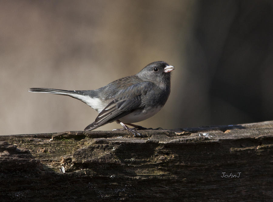 Dark-eyed Junco Photograph By John Jeevaratnam - Fine Art America