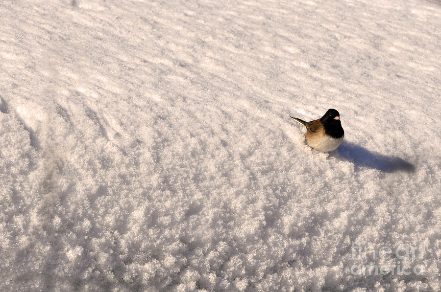 Dark Eyed Junco on Snow Photograph by Laura Mountainspring