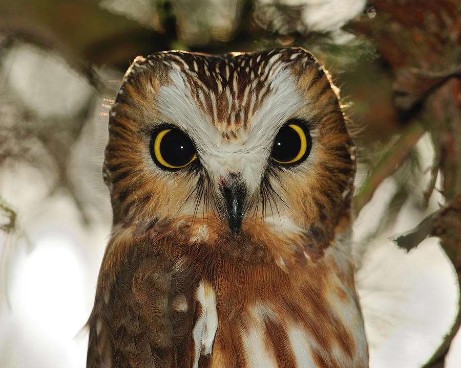 Dark Eyes - Saw-whet Owl Photograph by Tony Beck