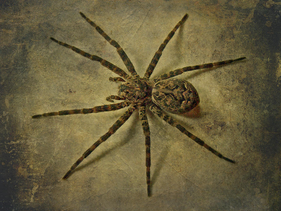 Dark Fishing Spider - Dolomedes tenebrosus Photograph by Carol Senske