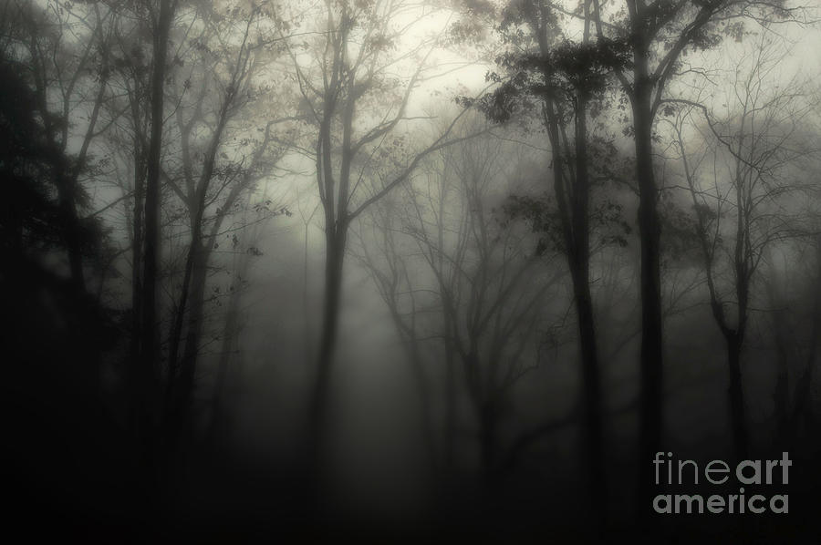 Tree Photograph - Dark Forest by HD Connelly