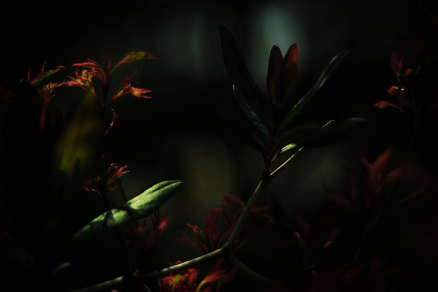 Dark Garden Photograph by Rebecca Sherman - Pixels