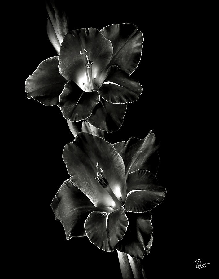 Dark Gladiolas in Black and White Photograph by Endre Balogh