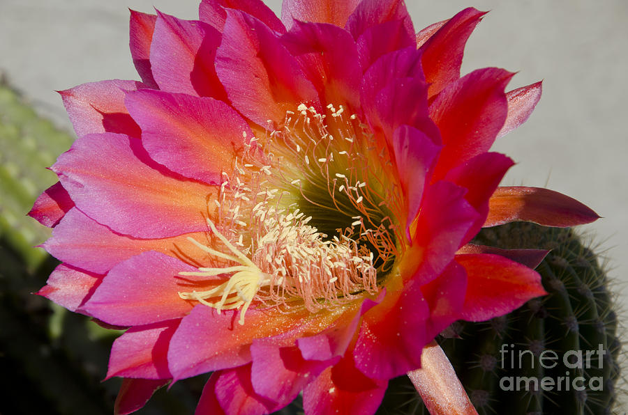 Dark pink cactus flower Photograph by Jim And Emily Bush
