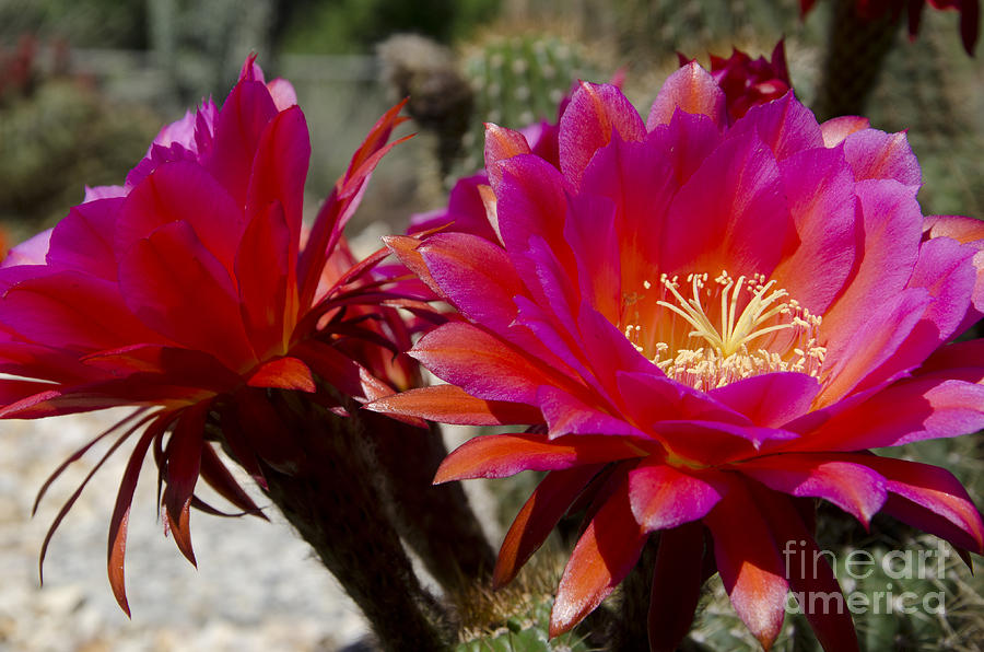 Dark pink cactus flowers Photograph by Jim And Emily Bush