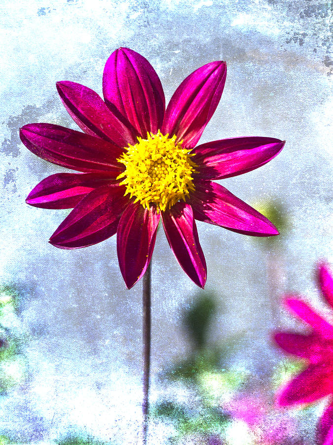 Flower Photograph - Dark Pink Dahlia on Blue by Carol Leigh