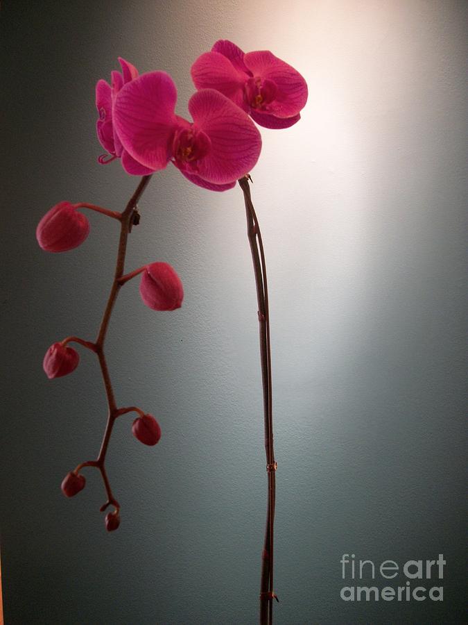 Dark Pink Orchids Photograph by Mary Mikawoz