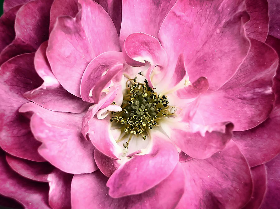 Rose Photograph - Dark Pink Rose Petals and Stamens Macro - Flower Fine Art Photography by Chantal PhotoPix