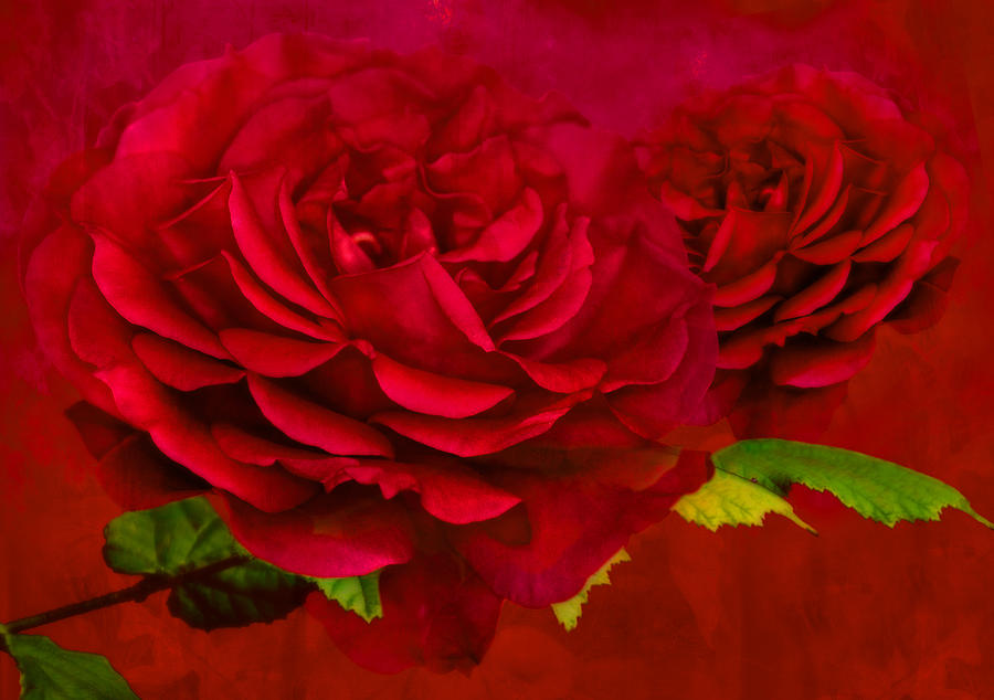 Abstract Photograph - Dark Pink Rose by Steve Purnell
