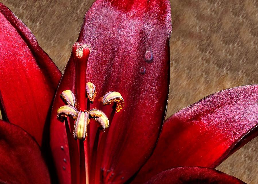 Dark Red Lily with Dewdrop Photograph by Tracie Schiebel
