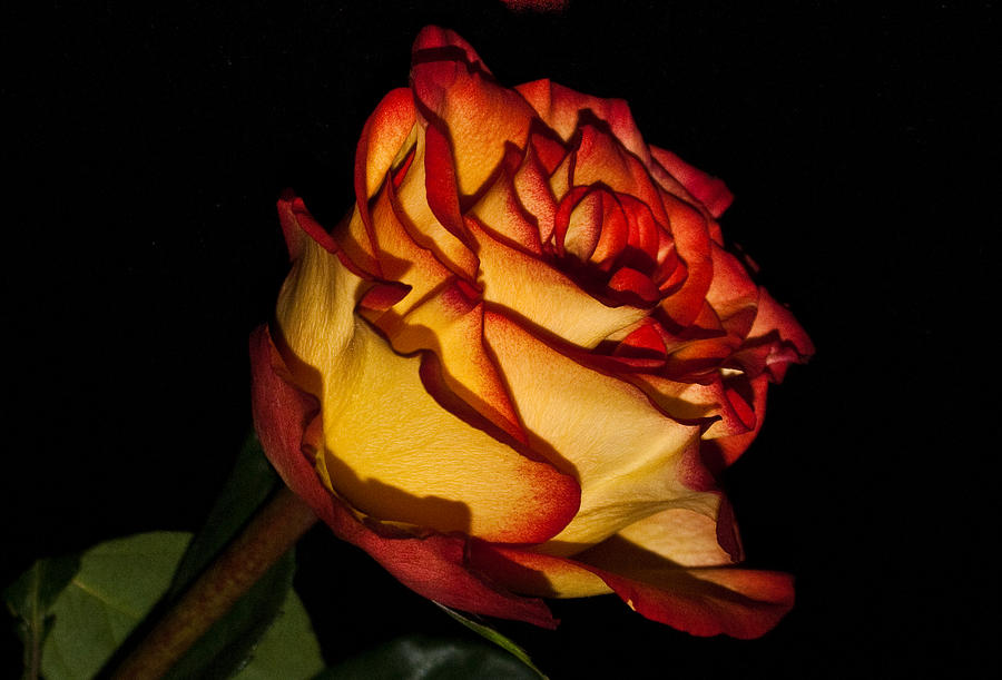 Dark Rose Photograph by Douglas Barnett