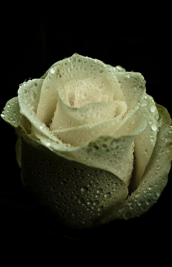 Dark Rose Photograph by Grebo Gray
