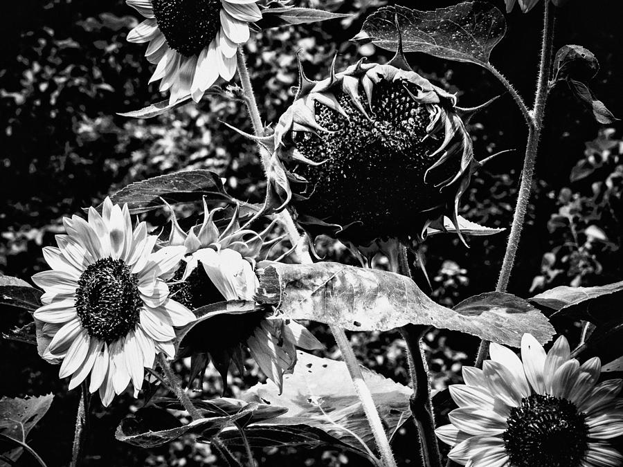 Dark Sunflowers Photograph by Jon Herrera - Pixels