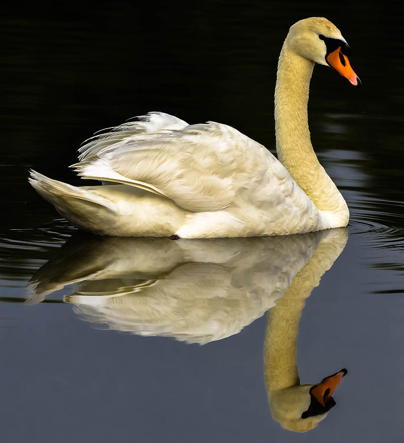 Dark Swan Photograph by Brian Stevens