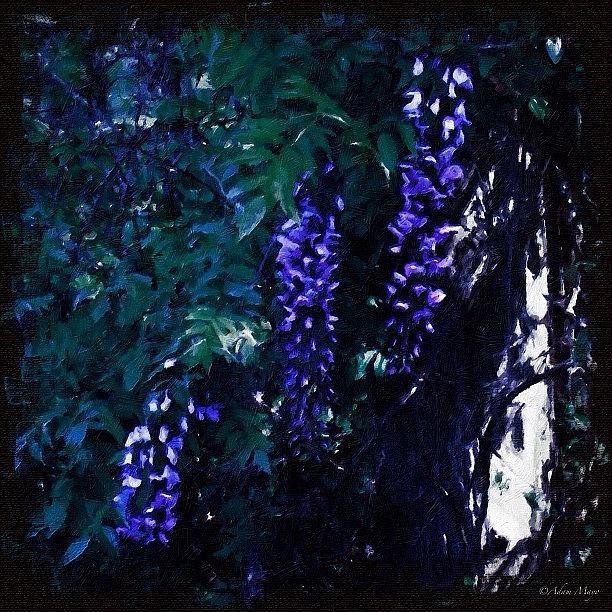 Wisteria Photograph - Dark Wisteria - In A Blackened by Photography By Boopero