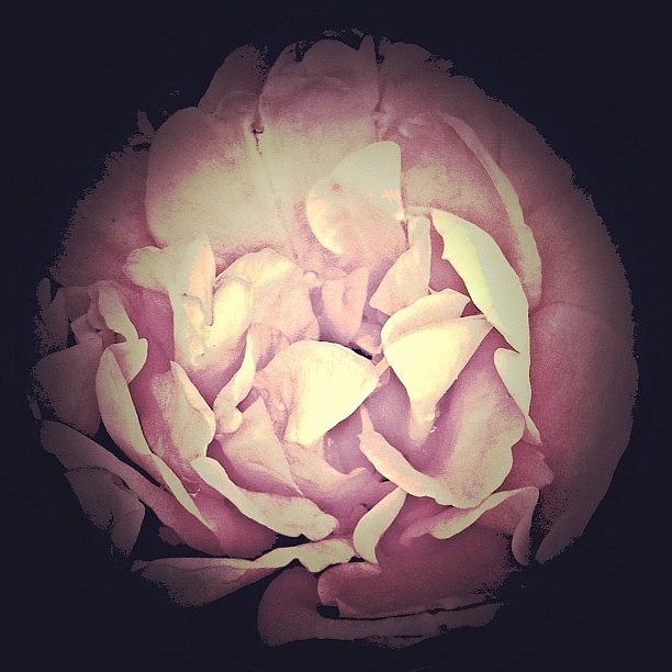 Floral Photograph - DarkFlower by Inna Jasons