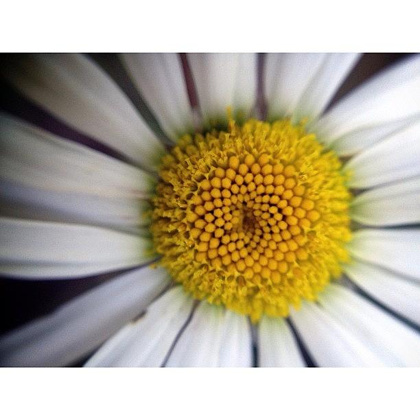 Flowers Still Life Photograph - Darling Daisy by Natasha Marco