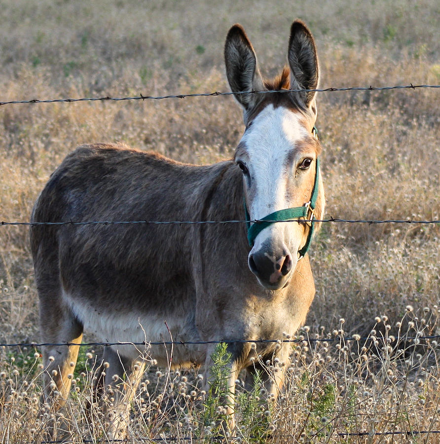 Darling Donkey Photograph by Toma Caul