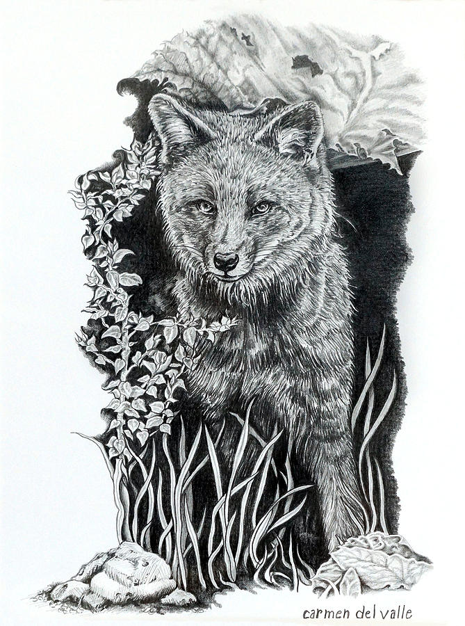 Darwin's Fox Drawing by Carmen Del Valle