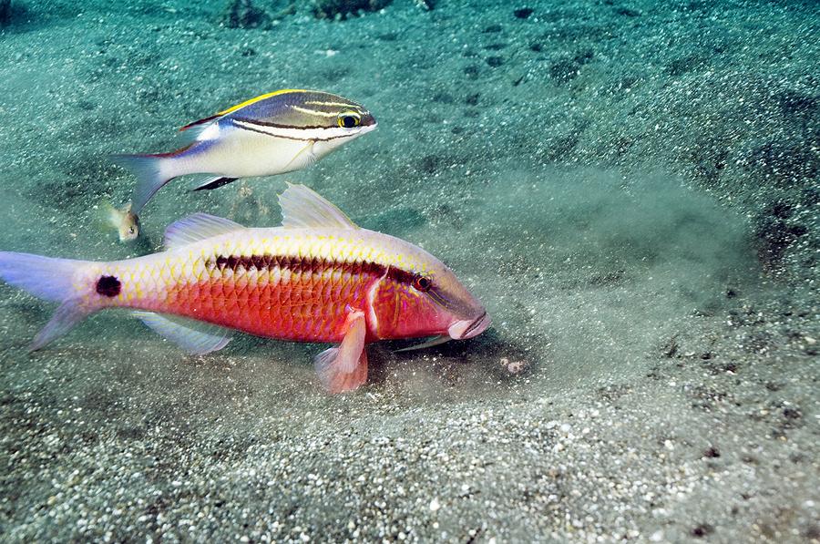 Dash-and-dot Goatfish Photograph by Georgette Douwma