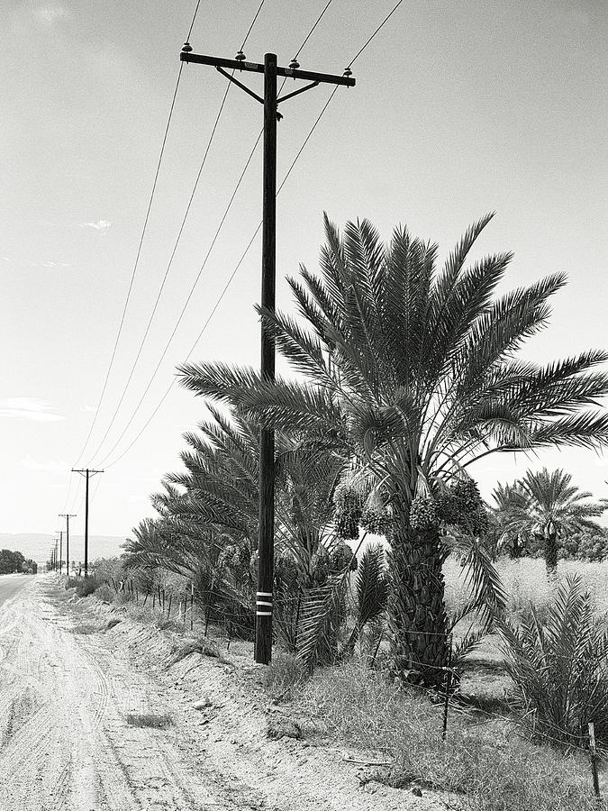 Date Palms on a Country Road Photograph by Dominic Piperata