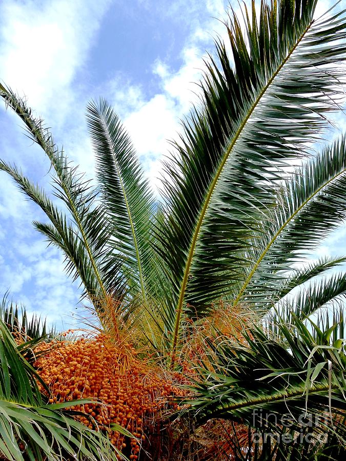 Dates Palm Tree Photograph by Amalia Suruceanu