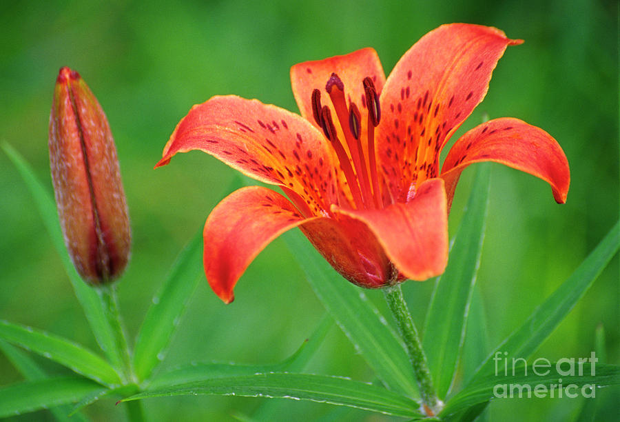 Lily Photograph - Daurian Lily (lilium Dauricum) by Dr. Nick Kurzenko