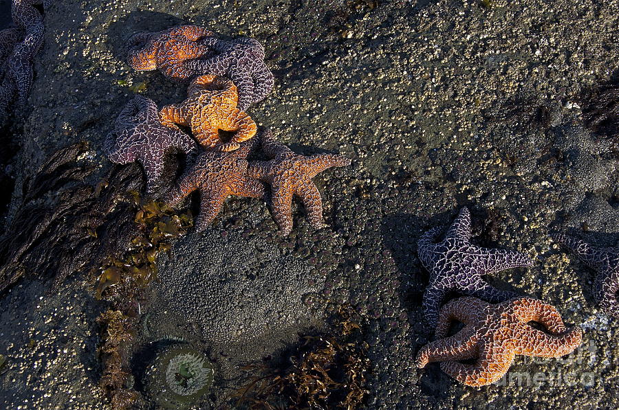Dawn Comes to the Intertidal Zone Photograph by Sean Griffin