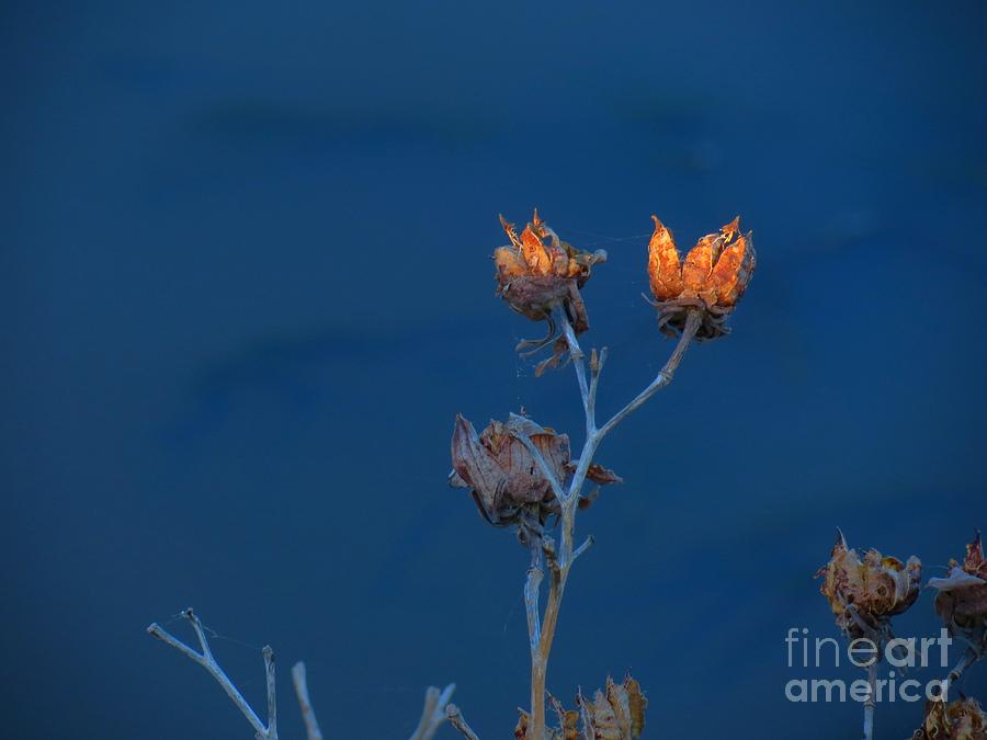 Dawn Weeds 04 at Blackwater  Photograph by Rrrose Pix