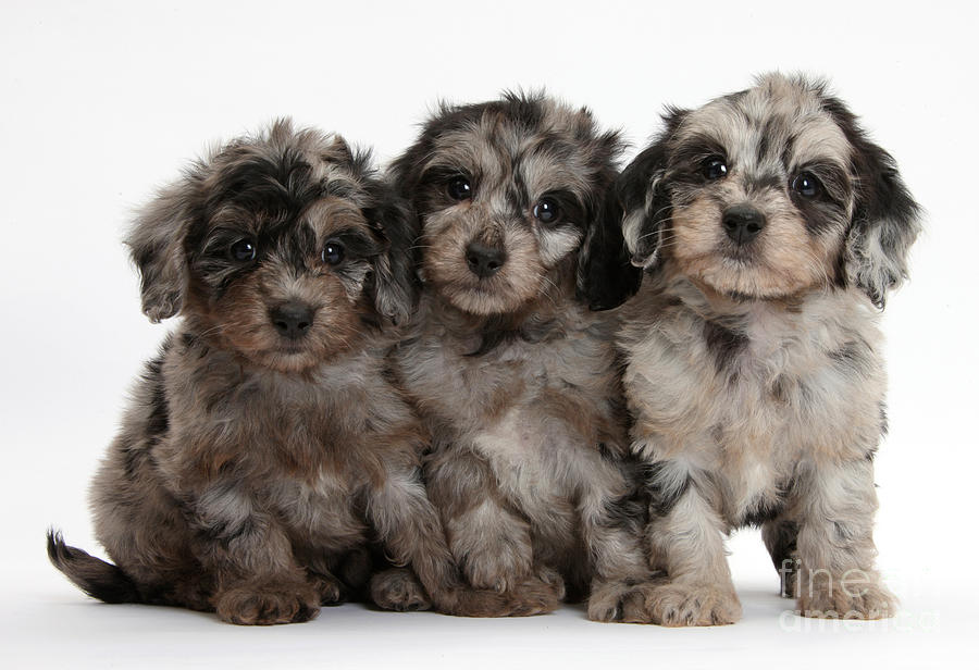 Daxiedoodle Poodle X Dachshund Puppies Photograph by Mark