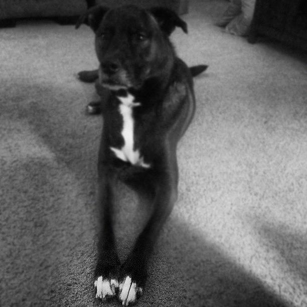 Dog Photograph - Day 10: Black And White. Maya The Love by G G
