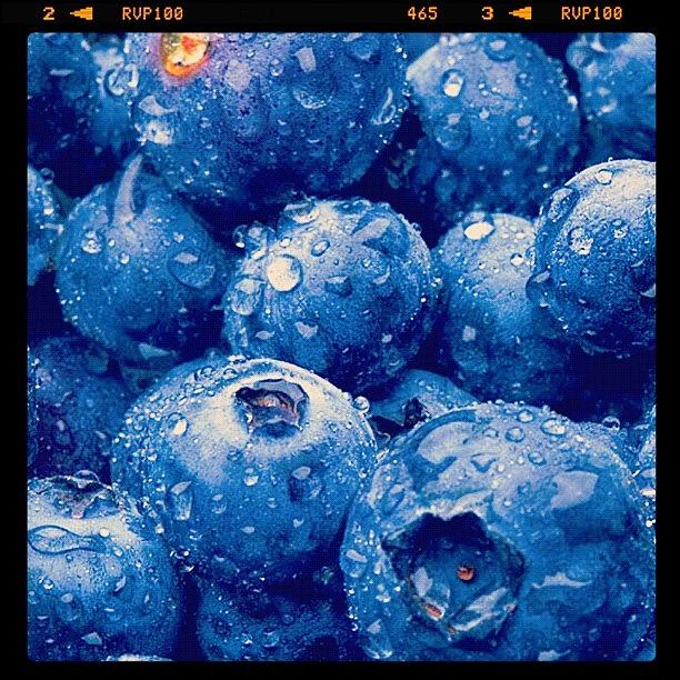 Day 13 Blue: Blueberries Photograph by Tarah Labossiere