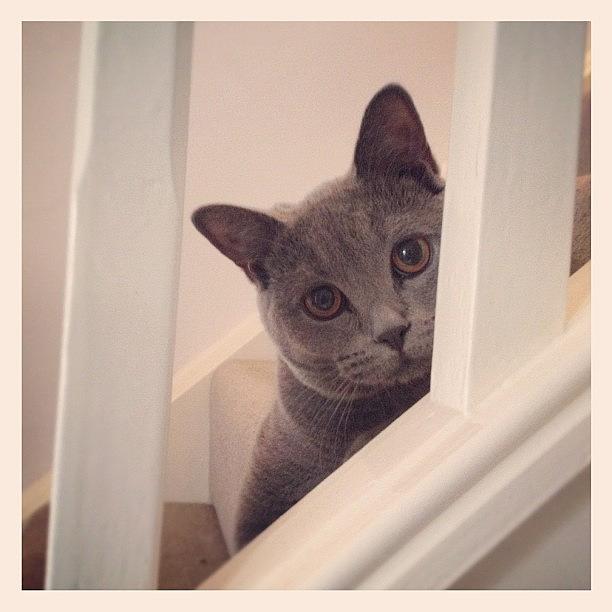 Cat Photograph - Day 143, Zeus On The Stairs :)!.. #pets by Daniel Cardinale