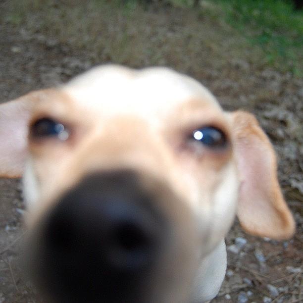 Dog Photograph - Day 4 - Close Up by Jessica Daubenmire