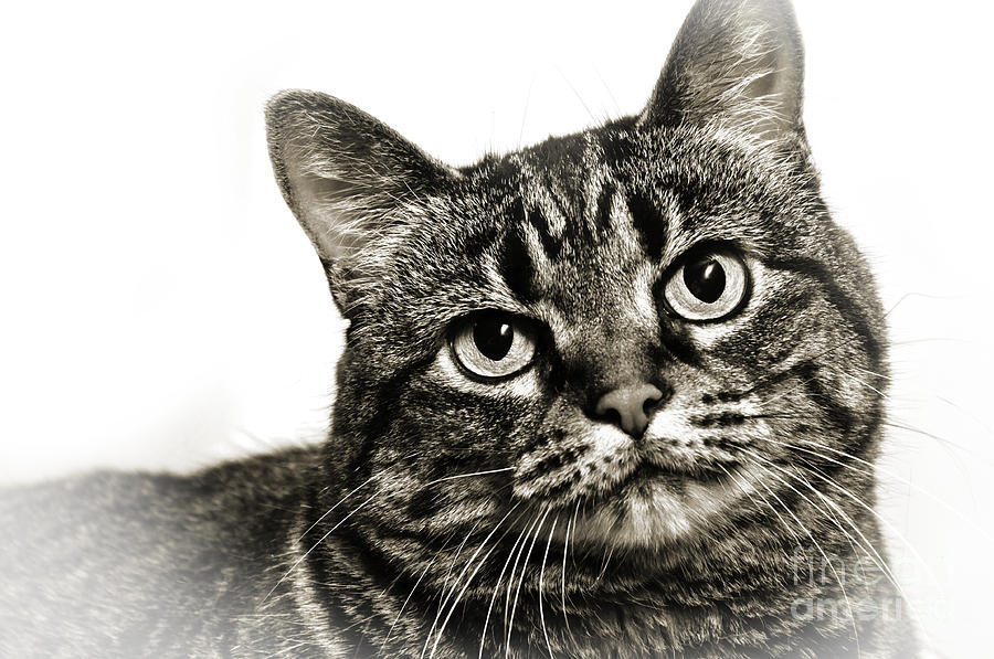Cat Photograph - Day Dreamer by Andee Design
