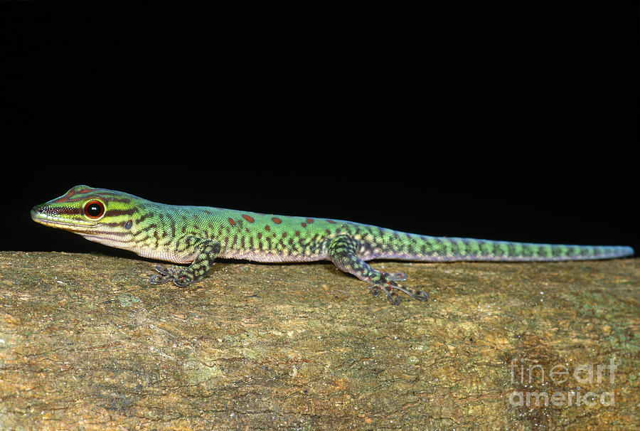 Day Gecko, Madagascar Photograph by Dante Fenolio