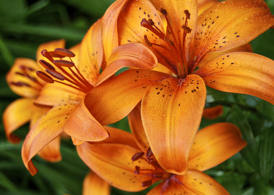 Day Lilies 5089 Photograph by Michael Peychich