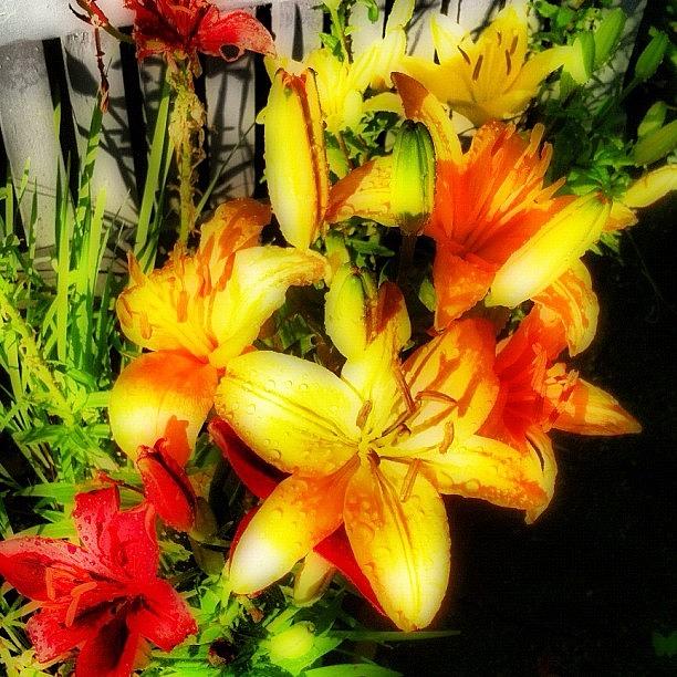 Day Lilies After The Storm (2) Photograph by Michael Krajnak