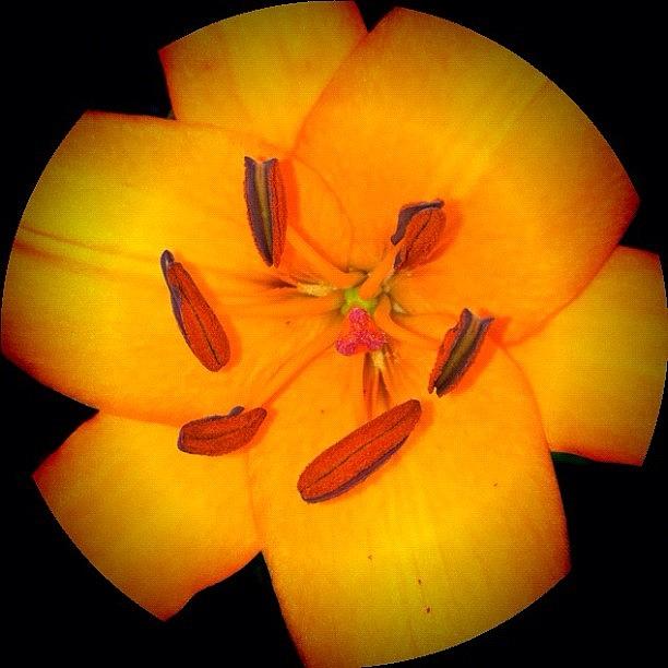Day Lilies Roundography Series 3/5 Photograph by Michael Krajnak