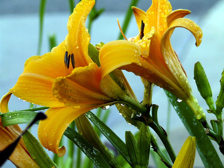 Day Lillies with Dew Photograph by Richard Gregurich